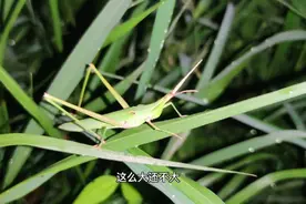捕虫时间，每天探索新品种，旺仔今天收获三只刺猬视频封面