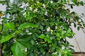 农村抓蜈蚣赚钱，一个蜈蚣2～3元，一天抓最低抓100条。