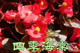 四季秋海棠又名玻璃翠，叶色光亮，花朵艳丽，四季开放！视频封面