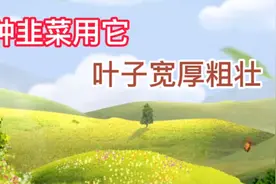 韭菜长的细不用怕，用它喷一喷，叶片长的粗壮宽厚视频封面