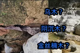 干枯的河里发现乌黑的碳化木头，很像乌木、阴沉木、金丝楠木。视频封面