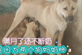 本该给狗崽断奶，可两个狗妈因为胀奶，还是主动给小狗喂奶视频封面