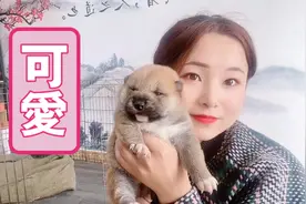 呆萌柴犬胖的像松狮，主人一度怀疑被松狮窜种了，太萌了