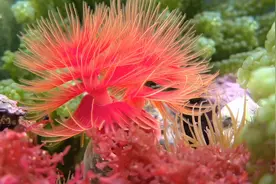 保护地球生物多样性，人人有责视频封面