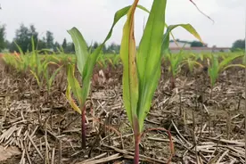 雨后玉米苗发黄不长，只需记住这三点，玉米黝黑发亮蹭蹭长不停