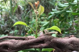 小伙山上逛了五天，终于找到了珍贵的杨桃寄生茶，一根就值好几百视频封面