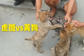 广西农村原生态虎斑犬，性格天生要强，一言不合马上打起来