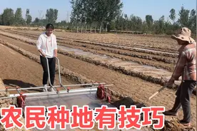 农忙夫妻俩回家干农活，二亩多地干活有技巧，海燕诉苦要晕倒地里视频封面