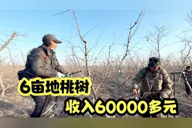 6亩桃园，4年的桃树，每亩收入10000多块，看看人家是怎么管理的视频封面