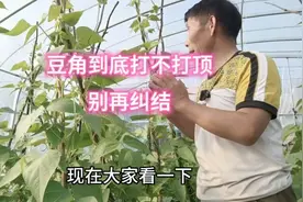 豆角到底什么时候打顶？怎么打？别再纠结，先了解一下吧视频封面