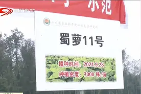 #蜀萝11号#平均亩产5740公斤！视频封面