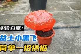 盆土有小黑飞、长虫怎么办？学会这一招，3天让它们全部消失视频封面