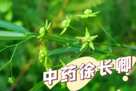 中药徐长卿别名寮刁竹、逍遥竹、对节莲、竹叶细辛、鬼督邮视频封面