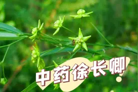 中药徐长卿别名寮刁竹、逍遥竹、对节莲、竹叶细辛、鬼督邮视频封面