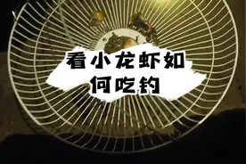 看看小龙虾喜不喜欢吃福寿螺，看它如何吃钓！！