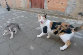 2只流浪猫欺负1只小猫，为避免小猫再受欺负，决定带回家好好养着