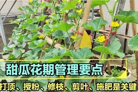 甜瓜开花后的管理要点：打顶、授粉、修枝、剪叶、施肥是关键视频封面