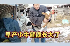 早产六十斤的小牛，精心照顾，5个月长300斤，所有辛苦都值了