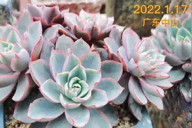 曾经想丢弃的吉娃娃，看看它现在长的怎么样了？