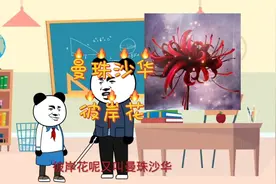 （曼珠沙华）彼岸花背后的故事，希望你不要懂视频封面