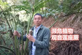 观音莲座蕨（国家二级保护植物），在野外看到不要采挖，你认识吗