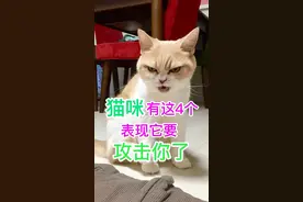猫咪有这四个表现，表现它要攻击你了