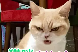 猫咪有这四个表现，表现它要攻击你了