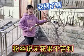 家里种无花果不吉利？李欣拿工具要锯树，老公不同意，两人杠上了视频封面