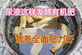 用这个方法发酵尿液，肥效好营养价值高蔬菜长得旺，不花一分钱视频封面