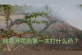桃花开花后第一次打什么药？视频封面