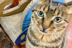爱喝水的猪咪，才是好猫咪