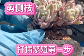 多肉的扦插繁殖你会了吗？春天到了，来尝试一盆变多盆的乐趣吧…视频封面