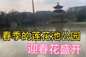 昆明莲花池公园陈圆圆出家的地方明朝最后皇帝长眠之地迎春花盛开