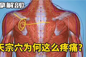 天宗穴为何这么疼痛？【推拿解剖】视频封面