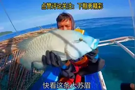 渔民出海捕鱼，为什么把捕获珍贵的苏眉鱼放生了