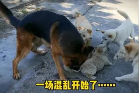 小狗打架引来大狗们的围观，狗妈趁机偷袭激怒了德牧，混战开始…视频封面