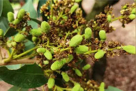 荔枝蒂蛀虫高峰期，这3点不要忽略，防治跟准虫期效果翻倍视频封面