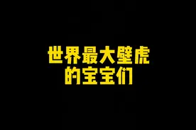 世界最大壁虎的宝宝们视频封面