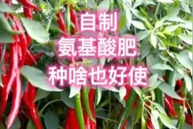 氨基酸是种植蔬菜的好肥料，种啥也长得好，自已制作简单又好使视频封面