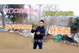 找一下家门口的花椒木，看看那个适合做手把件，说说花椒木的功效视频封面