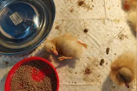 吃饱后的柯尔鸭，躺下就起不来了。