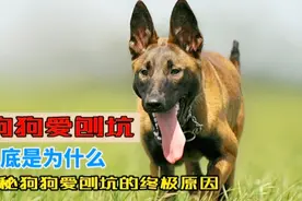 狗狗爱刨坑到底是为什么？为你揭秘狗狗爱刨坑的终极原因视频封面