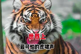这7种虎啸声 你听过吗？视频封面