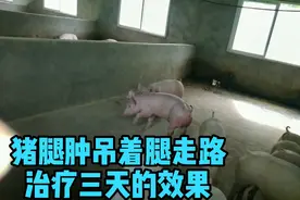 肥猪栏一头猪身上发红不吃食，三条腿肿腿瘸，治疗三天的效果。