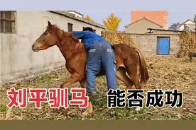 喂了一年的小马了，训练一下，到底能不能骑，不能骑就卖了吃肉