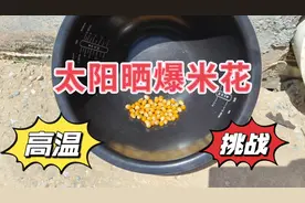 高温天气，把玉米粒放在太阳下晒一小时，能变成爆米花吗？