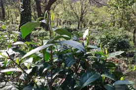 信阳毛尖核心产区，商城县金刚台高山野茶园，好生态，出香茶！视频封面