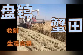 2021年新米正在收割，190天的生长周期，超碱地种植。视频封面