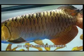800万成交！过背金龙拍出天价，号称水中劳斯莱斯，有何神奇之处视频封面