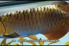 800万成交！过背金龙拍出天价，号称水中劳斯莱斯，有何神奇之处视频封面